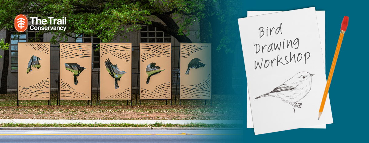Wing Trace - Bird Drawing Workshop